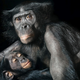 Illustration for article titled Tim Flachs intimate animal portraits reveal natures human side